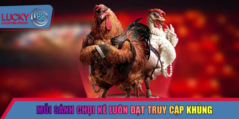 Mỗi sảnh chọi kê luôn đạt truy cập khủng